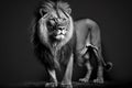 Lion portrait in black and white, wild African animal walks at night, generative AI Royalty Free Stock Photo