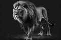 Lion portrait in black and white, wild African animal walks at night, generative AI Royalty Free Stock Photo