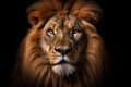 Animal hunter africa wild face portrait power background cat nature lion hair dark big predator Royalty Free Stock Photo