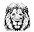 Lion portrait lion head sketch hand drawn engraving style Wild animals Royalty Free Stock Photo