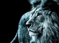 lion portrait in ice blue colours