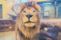 A lion stares back at a visitor through the glass in a petting zoo. Lion Face Portrait, Face of Lion Portrait Picture