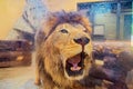 A lion stares back at a visitor through the glass in a petting zoo. Lion Face Portrait, Face of Lion Portrait Picture