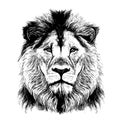 Lion portrait lion head Royalty Free Stock Photo