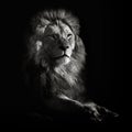 Lion Portrait Royalty Free Stock Photo