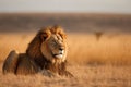 Lion portrait on savanna landscape AI generated