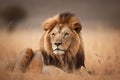 Lion portrait on savanna landscape AI generated