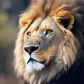 Lion portrait on savanna landscape ROYALTY-FREE STOCK PHOTO Royalty Free Stock Photo