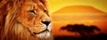 Lion portrait on savanna. Mount Kilimanjaro Royalty Free Stock Photo