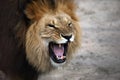 Lion Royalty Free Stock Photo