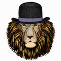 Lion. Portrait of wild lion. Safari animal head. Bowler hat.