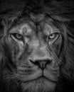 Lion , Portrait Wildlife animal , Black White Royalty Free Stock Photo