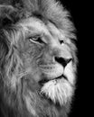 Lion , Portrait Wildlife animal , Black White Royalty Free Stock Photo