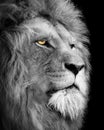 Lion , Portrait Wildlife animal , Black White Royalty Free Stock Photo