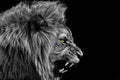 Lion , Portrait Wildlife animal , Black White