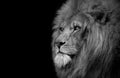 Lion , Portrait Wildlife animal , Black White Royalty Free Stock Photo