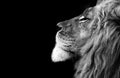 Lion , Portrait Wildlife animal , Black White Royalty Free Stock Photo