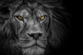 Lion , Portrait Wildlife animal , Black White Royalty Free Stock Photo