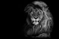 Lion , Portrait Wildlife animal , Black White Royalty Free Stock Photo