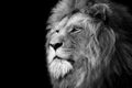 Lion , Portrait Wildlife animal , Black White Royalty Free Stock Photo