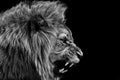 Lion , Portrait Wildlife animal , Black White Royalty Free Stock Photo