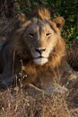 Lion Pose in Kruger National Park