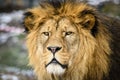 Lion posing for portrait in ZOO in Pilsen, Czech Republic