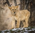 Lion posing for portrait in ZOO in Pilsen, Czech Republic