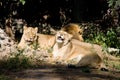 Lion predator big cat mammal Africa pride