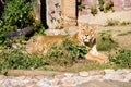 Lion predator big cat mammal Africa pride