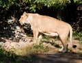 Lion predator big cat mammal Africa pride