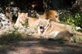 Lion predator big cat mammal Africa pride