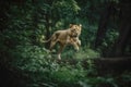 A lion predator jumps out of the green jungle, close-up. Carnivore animal hunter of the wild. AI generated.