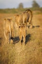 Lion pride Royalty Free Stock Photo