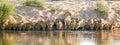 Lion Pride Drinking In Kruger National Park South Africa
