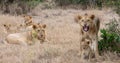 Lion pride in grasslands on the Masai Mara, Kenya Africa