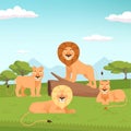 Lion pride landscape. Wild fur animal hunters background vector zoo concept