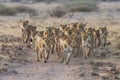 Lion pride led by an adult female lioness with lots of lion cubs walking