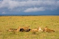 Lion pride feeding on wildebeest