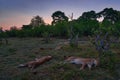 Lion pride pack sleeping in the bush nature, Khwai river area in Moremi, Botswana. Lions lying in the grass, siesta rest after Royalty Free Stock Photo