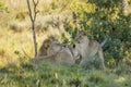 Lion pride  Panthera Leo playing, Welgevonden Game Reserve, South Africa. Royalty Free Stock Photo