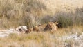 A lion pride ( Panthera Leo) relaxing , Etosha National Park, Namibia. Royalty Free Stock Photo