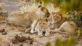 A lion pride  Panthera Leo resting, Ongava Private Game Reserve  neighbour of Etosha, Namibia. Royalty Free Stock Photo