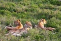 Lion Pride in Serengeti