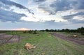 Lion pride sleeping in the grasses, Masai Mara Royalty Free Stock Photo