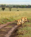 Lion pride walking down a road