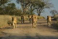 Lion pride walking on sand road