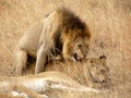 Lion procreating Royalty Free Stock Photo