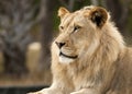 Lion Profile Royalty Free Stock Photo