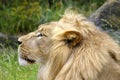 Lion profile Royalty Free Stock Photo